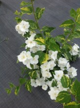 image (6)